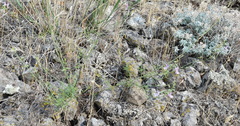 Stachys angustifolia