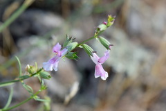 Stachys angustifolia