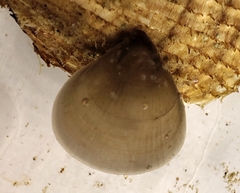 Hemithiris psittacea