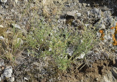 Stachys angustifolia