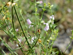 Stachys angustifolia