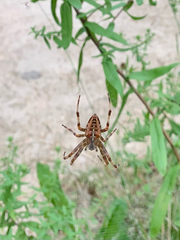 Araneus diadematus