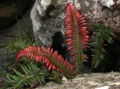 Blechnum attenuatum