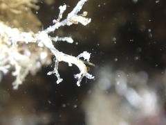 Amathia verticillata