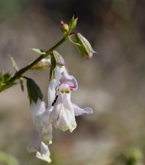 Stachys angustifolia