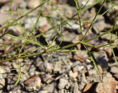 Stachys angustifolia