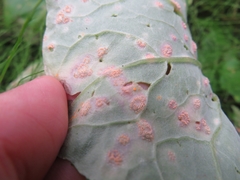 Puccinia poarum