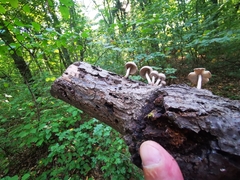 Coprinopsis melanthina