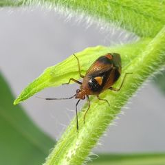 Deraeocoris ruber