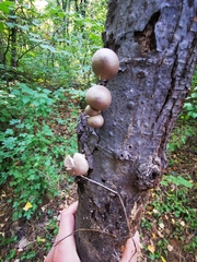 Coprinopsis melanthina