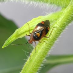 Deraeocoris ruber