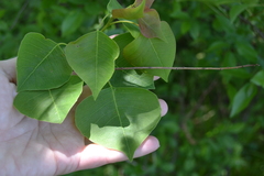 Triadica sebifera