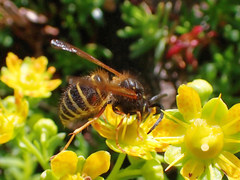 Dolichovespula norwegica