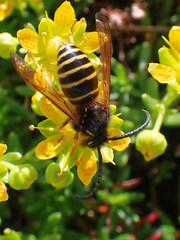 Dolichovespula norwegica