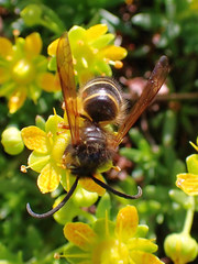 Dolichovespula norwegica