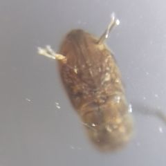Nematocera