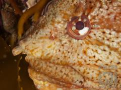 Clinus robustus