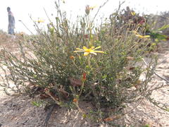 Osteospermum polygaloides polygaloides