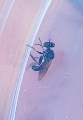 Hadrokolos