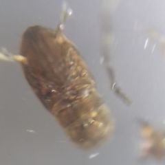 Nematocera