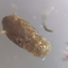 Nematocera