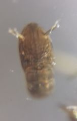 Nematocera