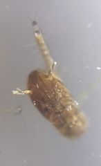 Nematocera