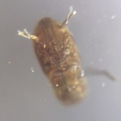 Nematocera
