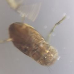 Nematocera