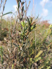 Osteospermum polygaloides polygaloides