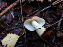 Amanita fulva