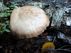 Amanita fulva