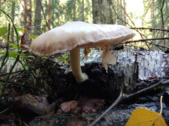 Amanita fulva