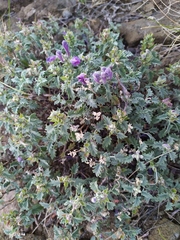 Scutellaria grandiflora