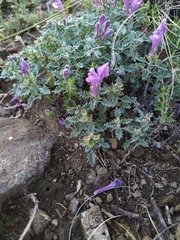 Scutellaria grandiflora