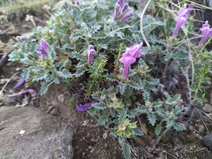 Scutellaria grandiflora