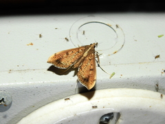Anarmodia