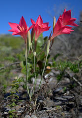 Gladiolus carmineus