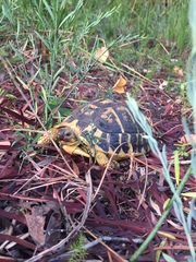 Testudo hermanni hermanni