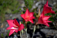 Gladiolus carmineus
