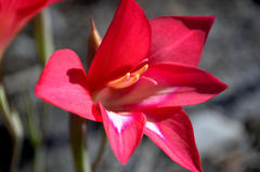 Gladiolus carmineus