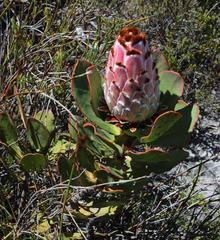 Protea speciosa