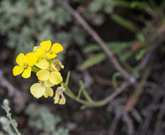 Erysimum flavum altaicum