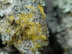 Candelariella xanthostigma