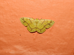 Periclina