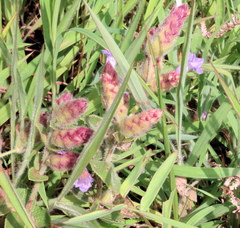 Strobilanthes sessilis