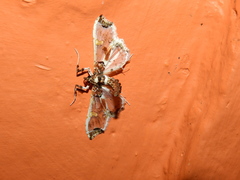 Neoleucinodes