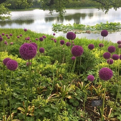 Allium giganteum