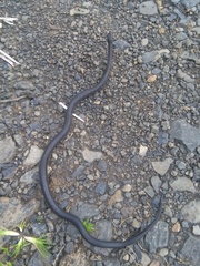 Crotaphopeltis hotamboeia