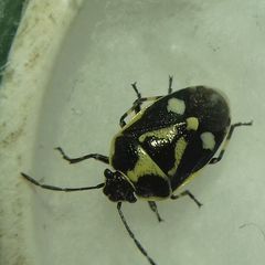 Eurydema oleracea